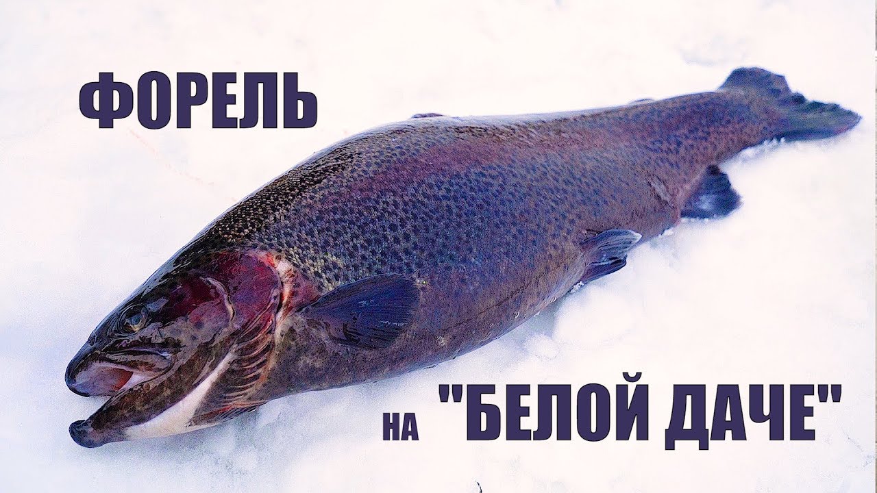 Русфишинг белая дача