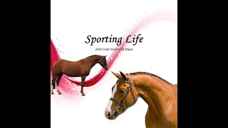 Sporting Life by Daventry Equestrian 36 views 5 years ago 8 seconds