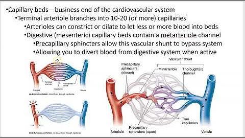 2402 Lecture Chapter 19 Blood Vessels 2 PowerPoint Screencast