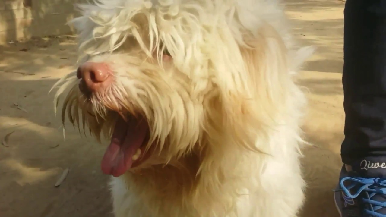 Pakistan kennel club dog show Lahore 2017 YouTube