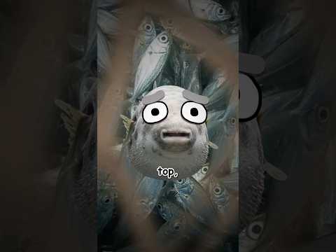 Why Everyone's Wrong About The Blobfish...