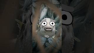 Why Everyone's Wrong About The Blobfish...