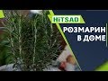 Розмарин в домашних условиях ✔️ Розмарин в горшке ✔️