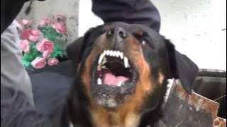 Angry rottweiler