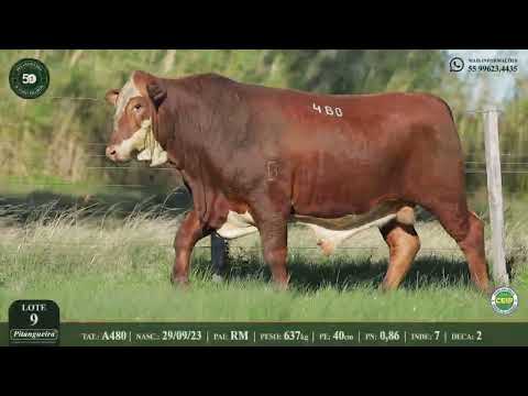 LOTE 9  A480
