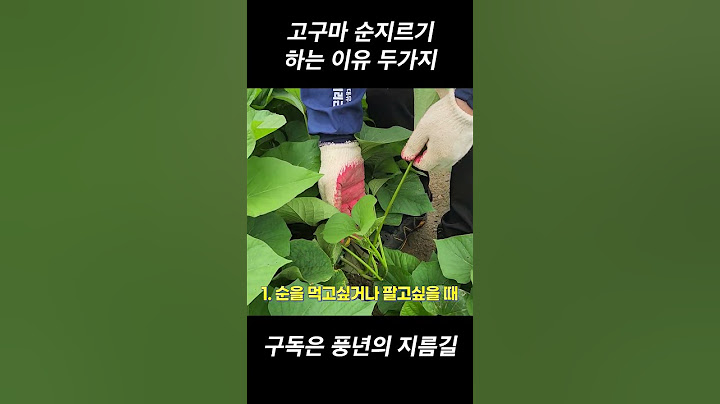 고구마 순지르기 하는 진짜 이유 두가지