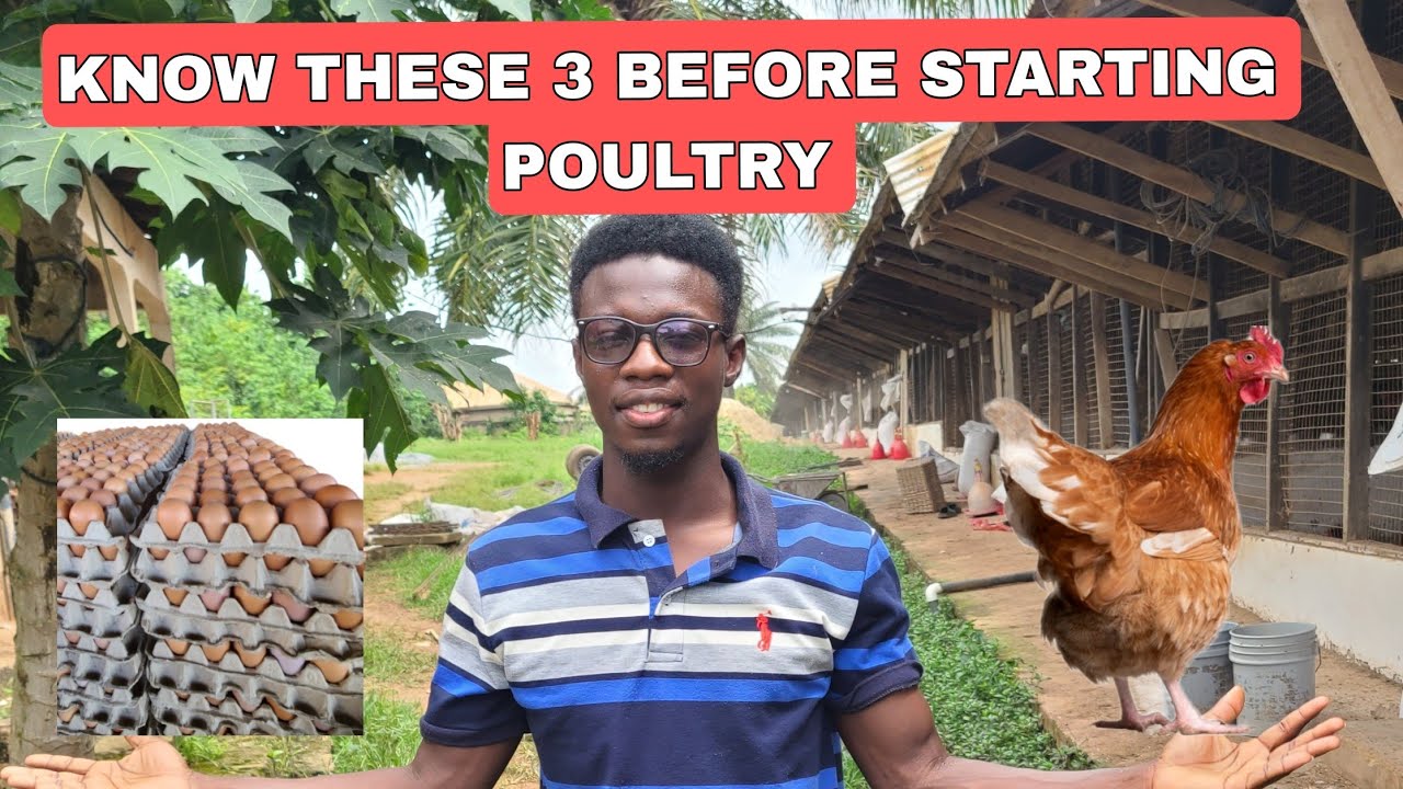 Don't Start Poultry Until  You Know These Three(3) tricks!!