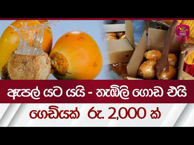 ඇපල් යට යයි - තැඹිලි ගොඩ එයි - සල්ලි මැෂිමක් | king coconut | Rupavahini News