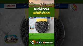 Farming In rabi Season | రబీలో వేయదగిన ఆరుతడి పంటలు | 10TV Agri