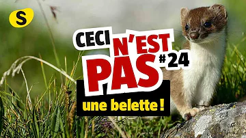 Quelle est la différence entre une hermine et une belette ?