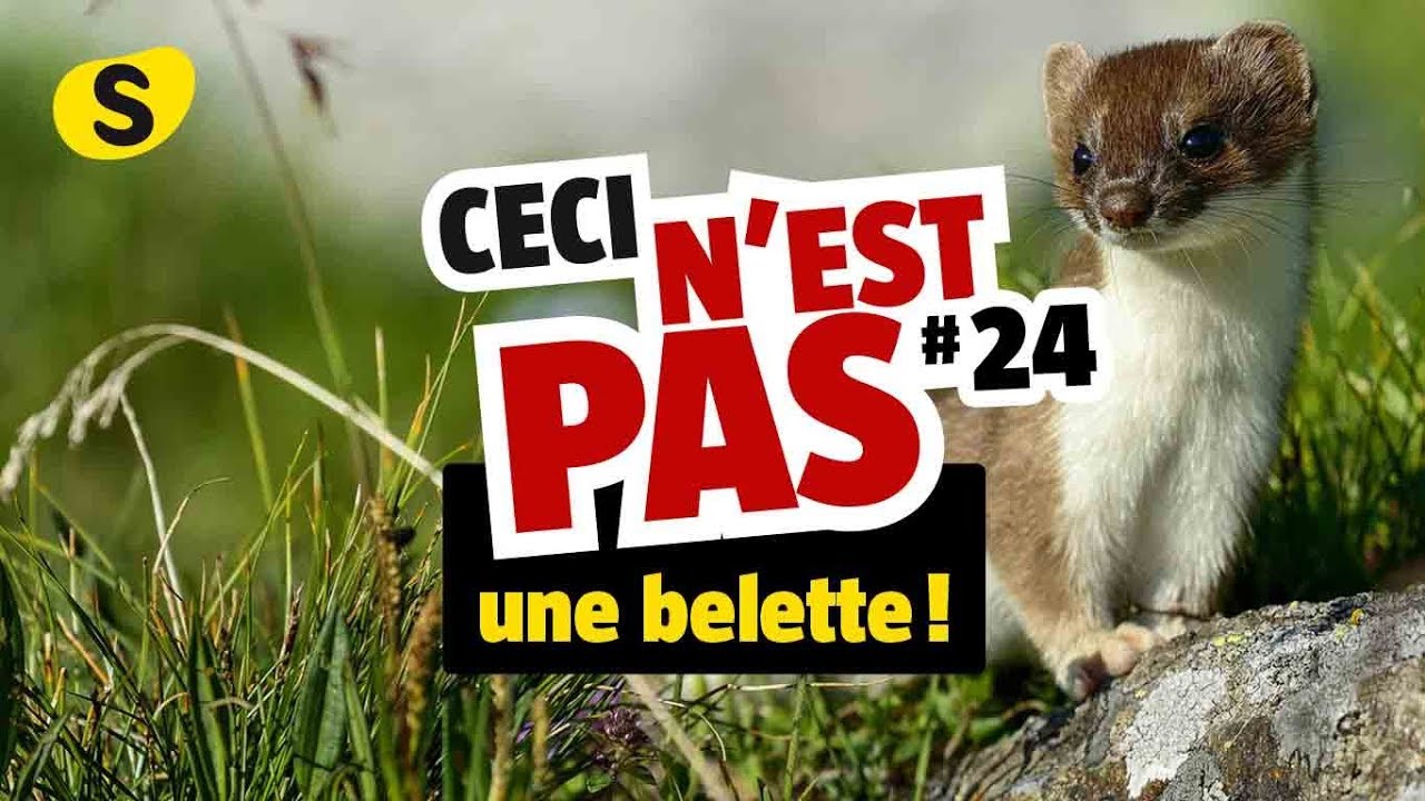 Quelles sont les différences entre une belette et un furet ? 