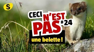 Ceci n'est pas une belette (#24)