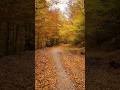Iran’s Autumn • پاییز ایران