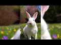Hej króliczku! 🐰 Wielkanocna Piosenka 🌸#discopolo #Wielkanoc #Easter #święta #króliczek