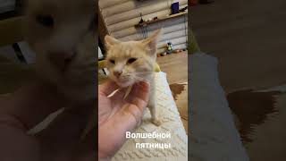 Девчонки! Бусинка и Буч! #cat #цитатыосмысле #кот #котик #цитатыпрожизнь # настроение # любовь #  🏠