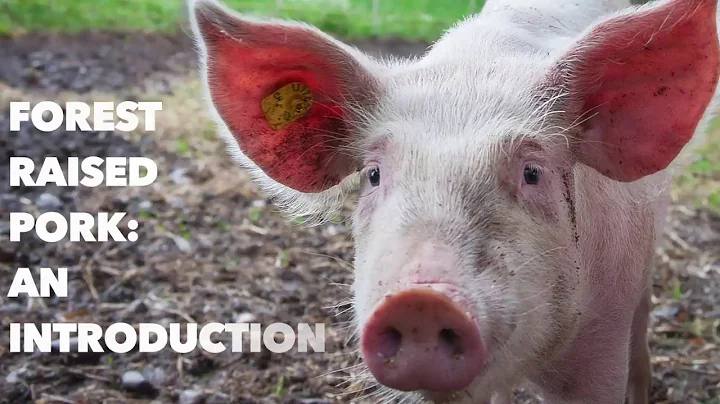Forest Raised Pigs - An Easy to Manage & Profitable Enterprise for Your Farm