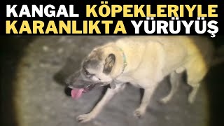 Kangal Köpekleriyle karanlıkta yürüyüş 🍀