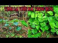 Sinh Tồn Trong Rừng | Tập 23 | Thăm Lại Vườn Rau Trong Rừng | garden in the forest