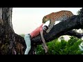 Leopard attack man  wild animal attack in forest  indian leopard attack