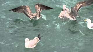 8-SIMBIOSIS GAVIOTAS-PESCADORES.(EDITA EL EMBAJADOR DEL MAR).CASTRO URDIALES.CANTABRIA.