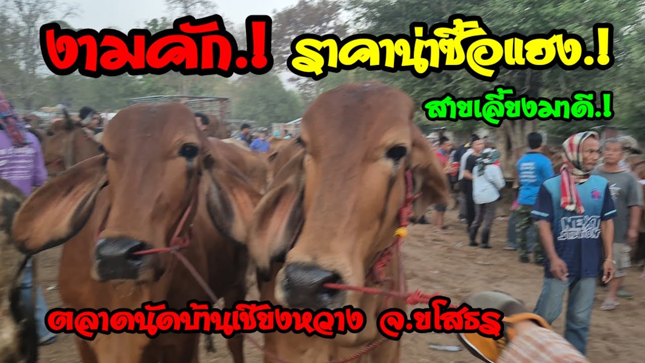 ราคาวัววันนี้เปิดราคาวัวล่าสุดวันนี้สำรวจราคาวัวตลาดนัด#เปิดราคาวัวงามน่าซื้อ#ซื้อขายวัวงามน่าเลี้ยง