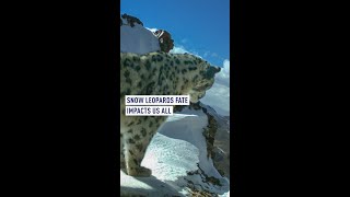 Snow leopards fate impacts us all