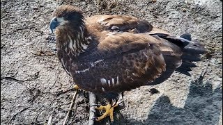 Mississippi River Fly Away Cam ~ Juvenile Eagle Plays With Stick \& Explores