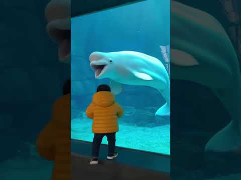 Cried After Seeing The Beluga