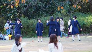Walk in Shinjuku Gyoen　新宿御苑を歩く　2020/11/14 62