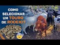 Como selecionar um TOURO de rodeio?