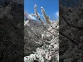 Apricot Tree Blossom