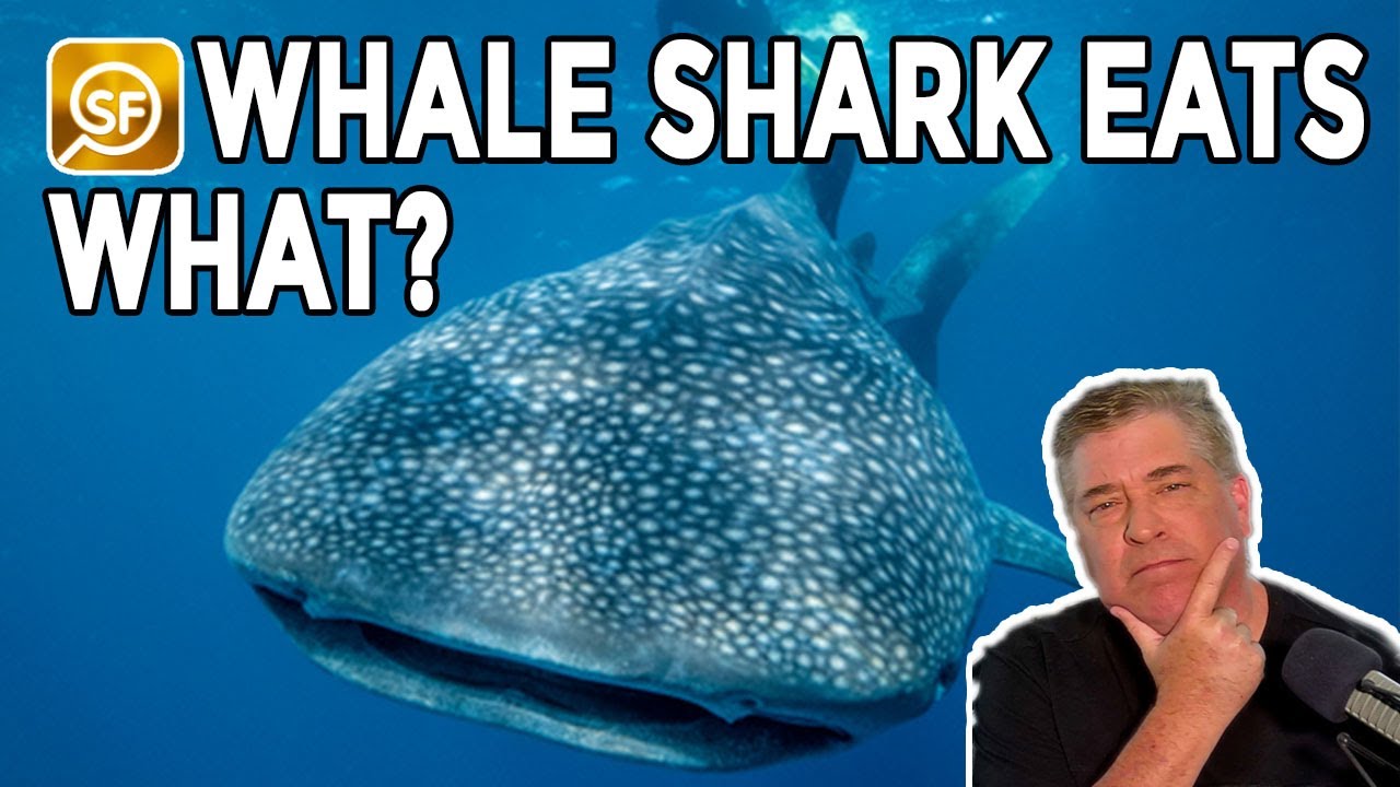 The World’s Largest Omnivore Is — A Shark?