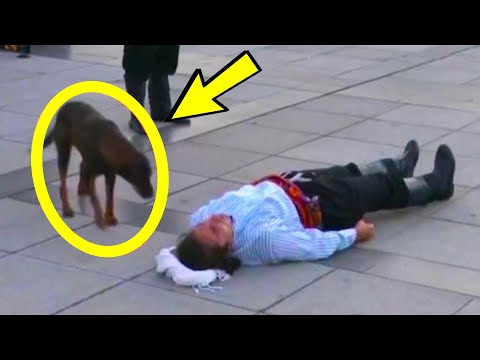 Video: Kan cane corsos bo i leiligheter?