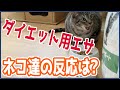 【猫のダイエット#3】ネコの肥満を解消するために餌を変えました「ロイヤルカナン満腹感サポート」