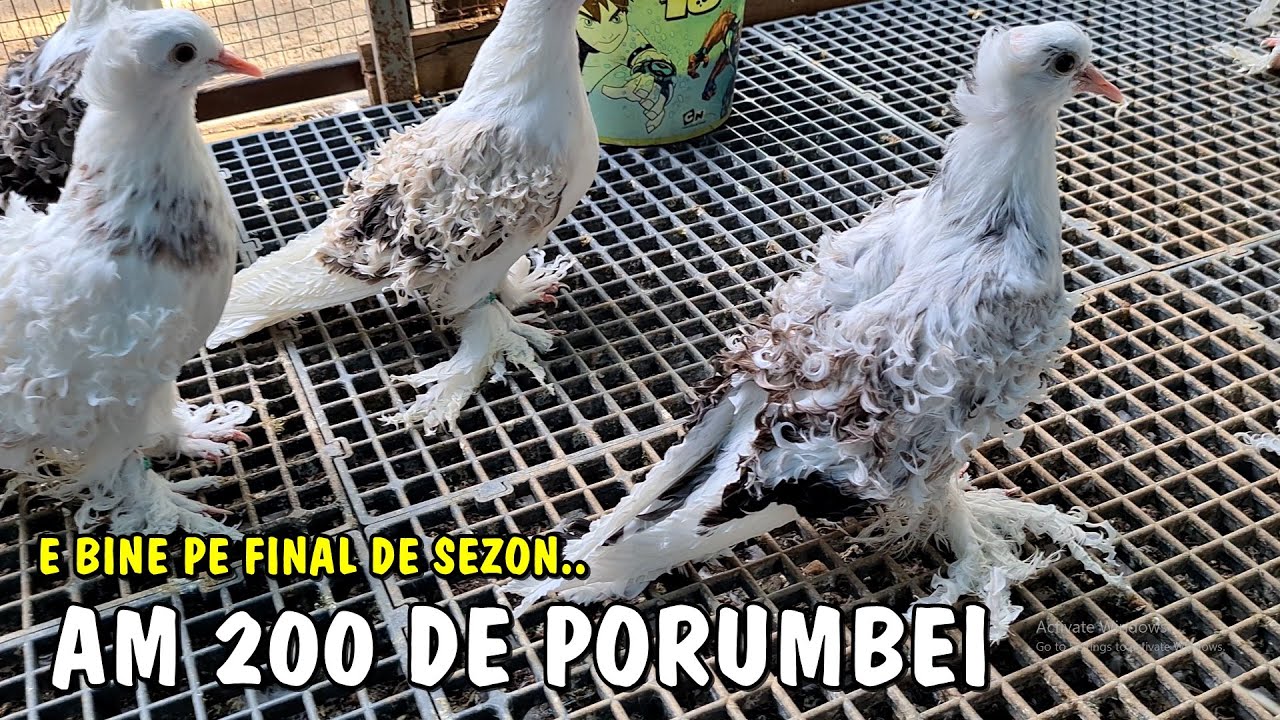 Viața la țară - Am peste 200 porumbei la final de sezon 2025 + am si disponibili