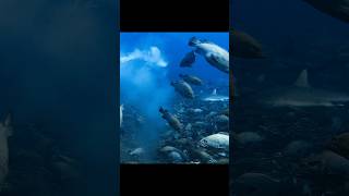 A Desperate Gamble for the Perfect Moment#wildlife #animals #short #video