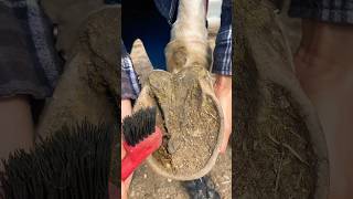 SMOOTH hoof cleaning ASMR