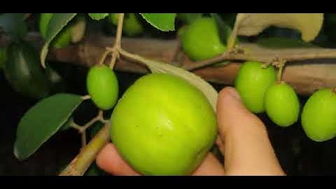 Vườn Táo Đẹp Dưới Chân Đồi l Núi Đồi Lục Ngạn