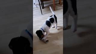 puppy play time #dog #dogs #puppy #puppies #pet #pets #cute #funny #funnyvideo #funnydog #happy