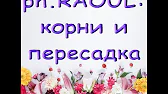 Орхидеи,узамба́рские фиалки,Самара🌺