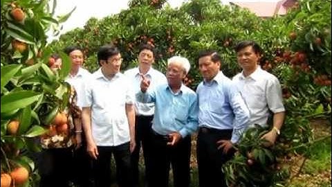 Chủ Tịch Nước Trương Tấn Sang Thăm Vùng Vải Thiều Lục Ngạn.1.