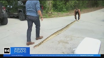 Group of friends captured record setting python in SW Florida