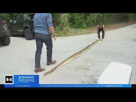 Group of friends captured record setting python in SW Florida