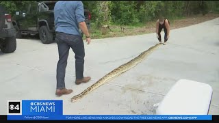 Group of friends captured record setting python in SW Florida