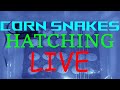 *HATCHING LIVE* Corn Snakes Second Clutch Day 3 | AM