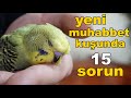 Yeni Muhabbet Kuşu Karşılaşabileceğimiz 15 Sorun