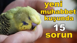 Yeni Muhabbet Kuşu Karşılaşabileceğimiz 15 Sorun