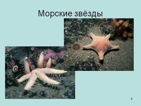 Тип Иглокожие.AVI