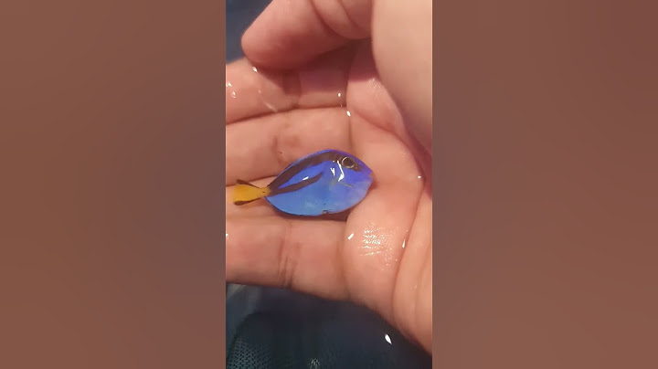 TOP 3 CURIOSIDADES DO PEIXE HEPATUS "DORY" DO FILME DA DISNEY...