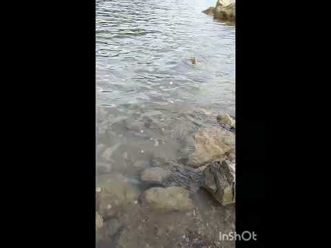 قصائد شعرية مقاطع شعرية مسموعة نجيب جحيش الشاعر جيمية حازم القرطاجني ما اقرب الامال من يد مرتج